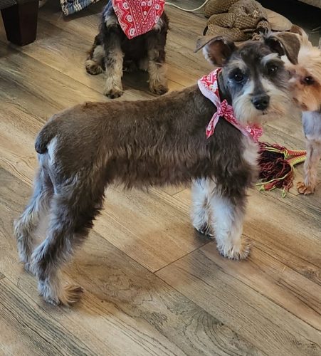 Our Miniature Schnauzers – Let-R-Buck Farm